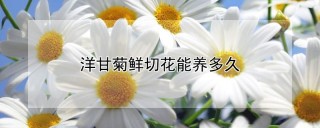 洋甘菊鲜切花能养多久,第1图