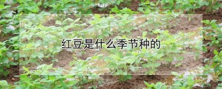 红豆是什么季节种的,第1图