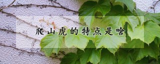 爬山虎的特点是啥,第1图