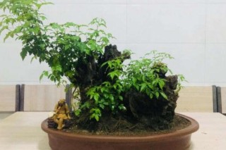 黄荆盆景寓意,第2图