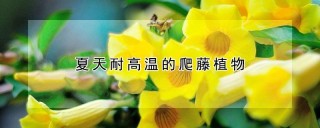 夏天耐高温的爬藤植物,第1图