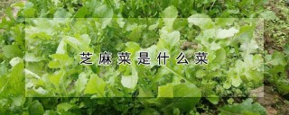 芝麻菜是什么菜,第1图