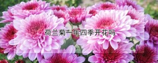 荷兰菊一年四季开花吗,第1图