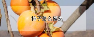 柿子怎么催熟,第1图