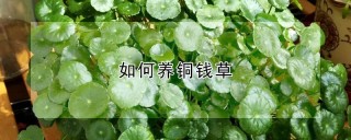 如何养铜钱草,第1图