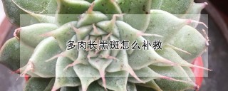 多肉长黑斑怎么补救,第1图