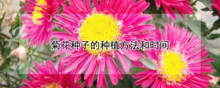 菊花种子的种植方法和时间,第1图