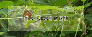 青木香和木香的区别,第1图