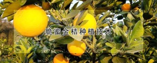 脆蜜金桔种植技术,第1图