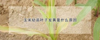 玉米幼苗叶子发黄是什么原因,第1图