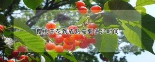 樱桃开花到成熟需要多少时间,第1图