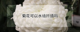 菊花可以水培扦插吗,第1图