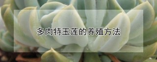 多肉特玉莲的养殖方法,第1图