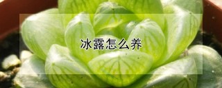 冰露怎么养,第1图