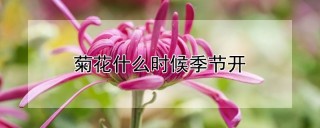 菊花什么时候季节开,第1图