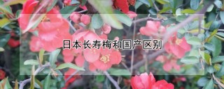 日本长寿梅和国产区别,第1图