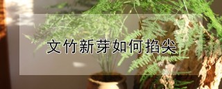 文竹新芽如何掐尖,第1图