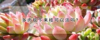 多肉砍下来枝可以活吗?,第1图