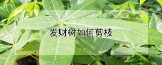 发财树如何剪枝,第1图