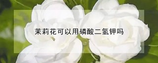 茉莉花可以用磷酸二氢钾吗,第1图