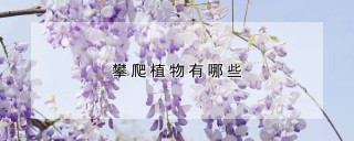 攀爬植物有哪些,第1图