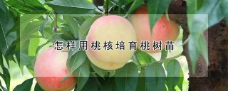 怎样用桃核培育桃树苗,第1图