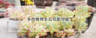 多肉植物怎么切割分盆,第1图