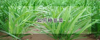 如何种韭菜,第1图