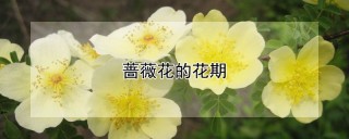 蔷薇花的花期,第1图