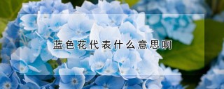 蓝色花代表什么意思啊,第1图