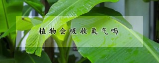 植物会吸收氧气吗,第1图