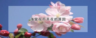 海棠花不开花的原因,第1图