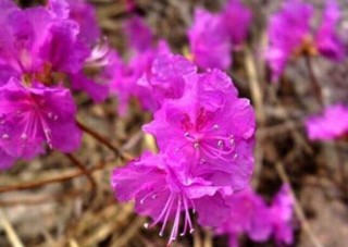 杜鹃花花期多长时间，杜鹃花一年开几次花,第4图