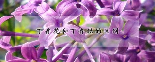 丁香花和丁香结的区别,第1图