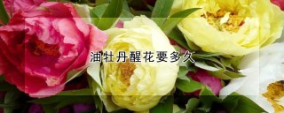 油牡丹醒花要多久,第1图