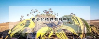 神奇的植物有哪些,第1图