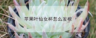 苹果叶仙女杯怎么发根,第1图