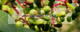 野山椒树长什么样,第1图