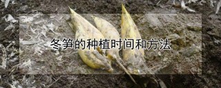 冬笋的种植时间和方法,第1图