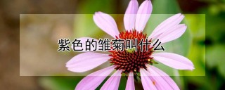 紫色的雏菊叫什么,第1图