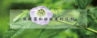 假酸浆和姑娘果的区别,第1图