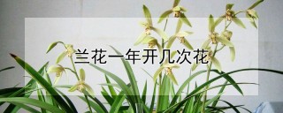 兰花一年开几次花,第1图