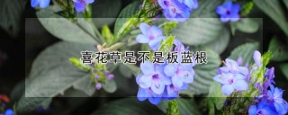 喜花草是不是板蓝根,第1图