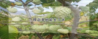 释迦果树能长几米,第1图