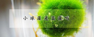 小球藻是蓝藻吗,第1图