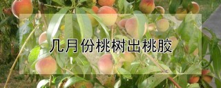 几月份桃树出桃胶,第1图