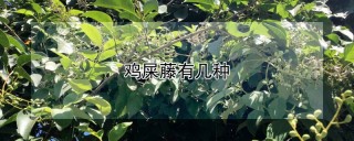 鸡屎藤有几种,第1图