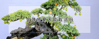 金弹子夏天能栽活吗,第1图