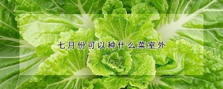 七月份可以种什么菜室外,第1图