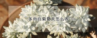 多肉白菊夏天怎么养,第1图